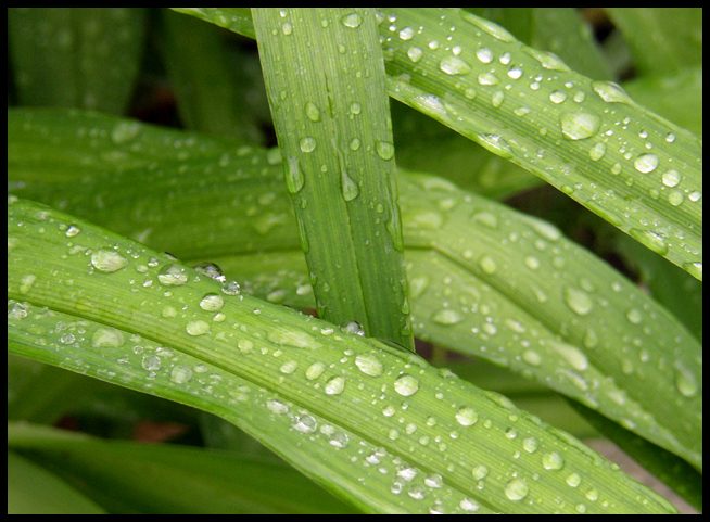 Leaves & Drops