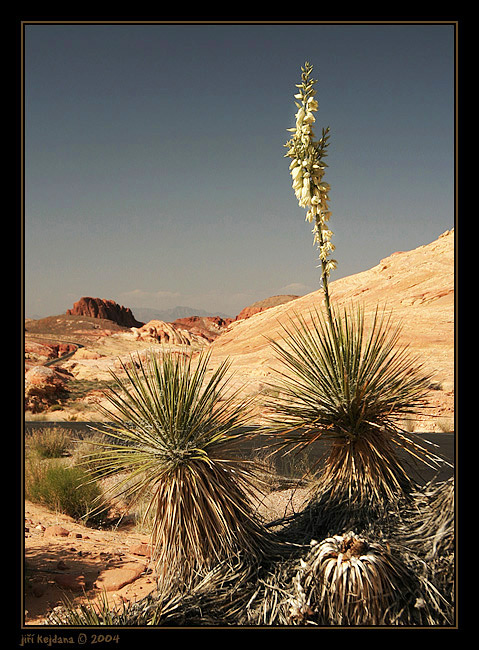 Valley of Fire V.