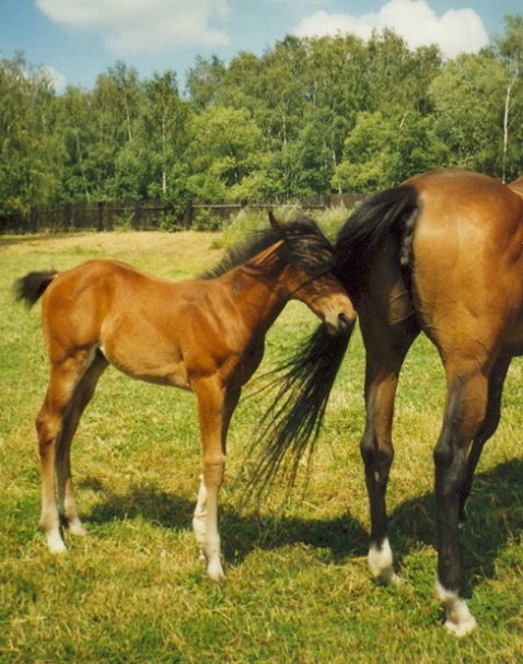 Hele mladej, na ty kobylky mas jeste dost casu!