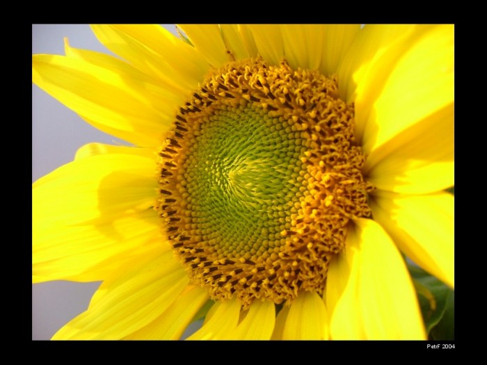 Slunečnice - vzpomínka na léto