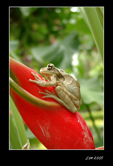 Brazilská kuňkalka