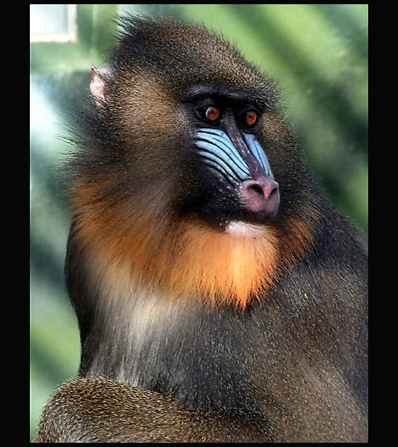 Mandril rýholící