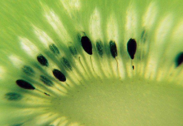 KIWI