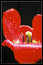 tulipán