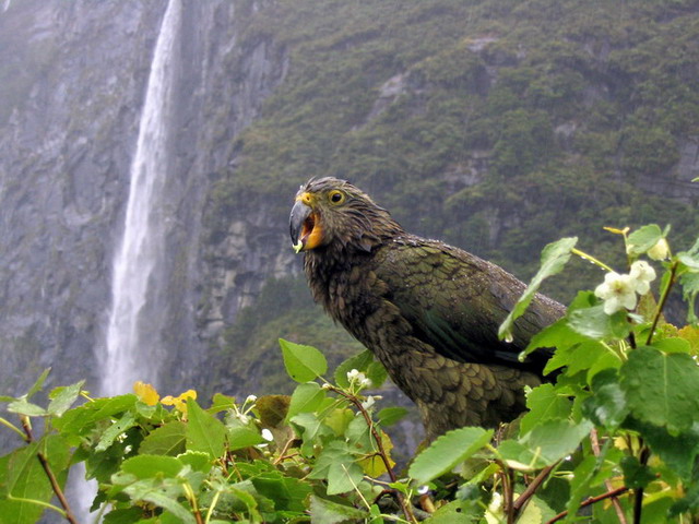 Kea