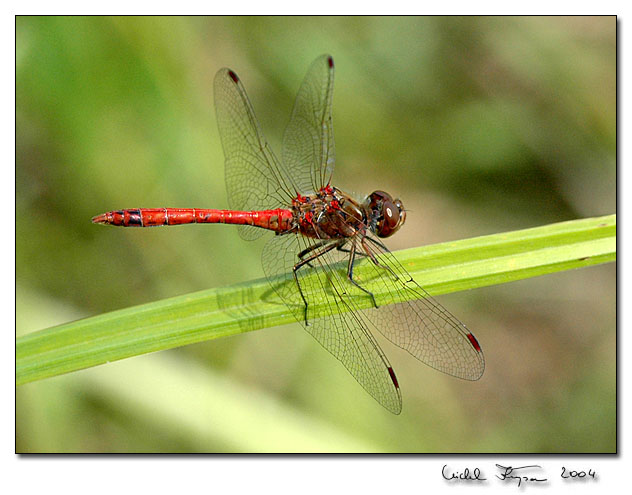 Vážka obecná(Sympetrum vulgatum)
