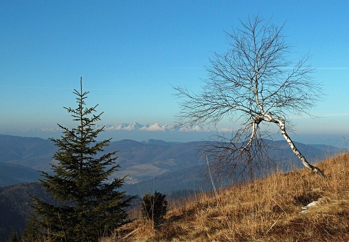 Na Kojšovej Holi