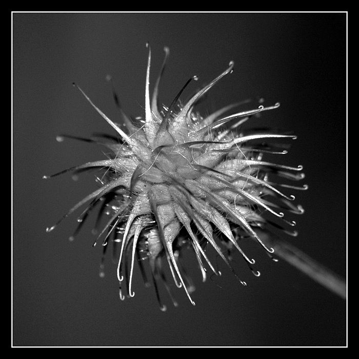 <b>-= Bodlák =-</b>