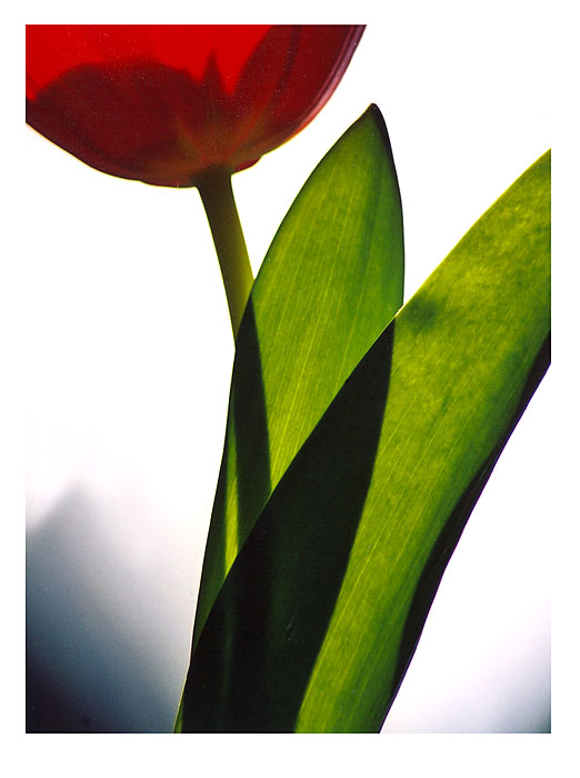 Tulipán