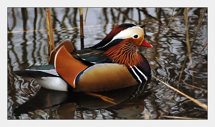 <b>Kachnička mandarínská</b><br><b>(Aix galericulata)