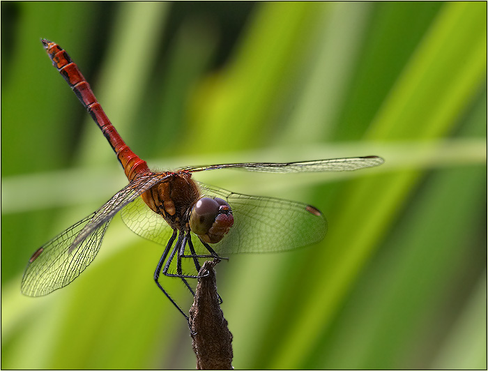 □□□ sympetrum sanguineum