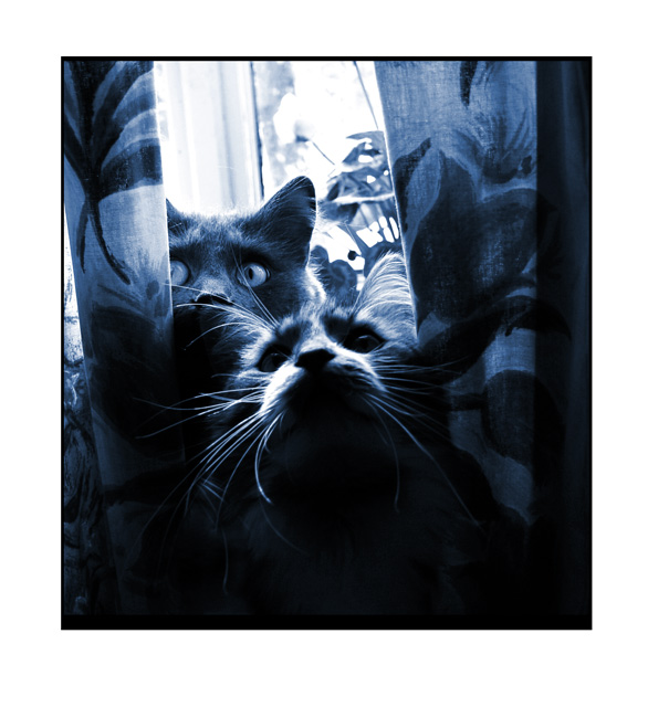 »^..^« »^..^«