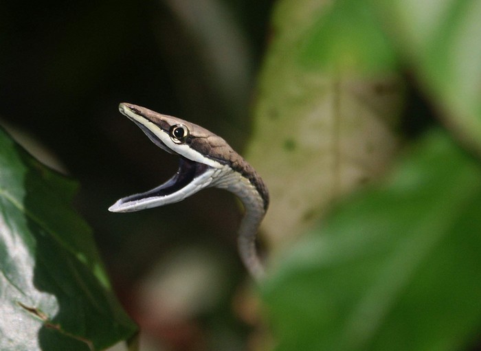 Oxybelis Aneus