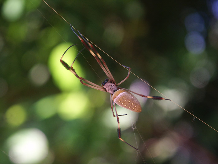 predátor s lidskou tváří