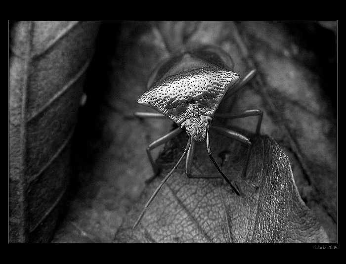 <B>.:Silver Bug's Life:.</B>