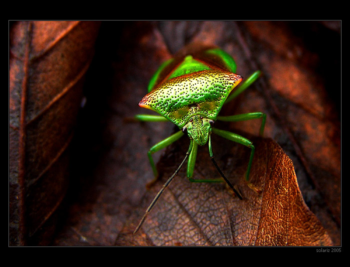<B>.:Colours of Life:.</B>