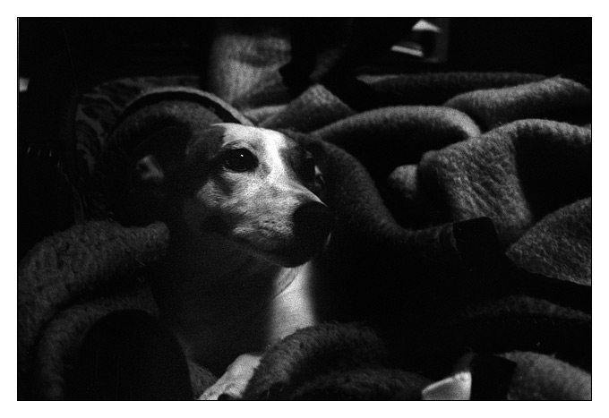 Roxy