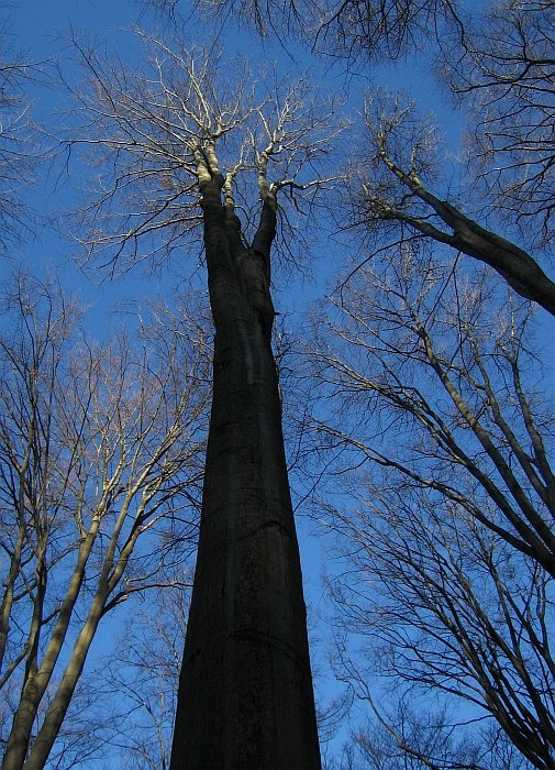 Staletý bukový les