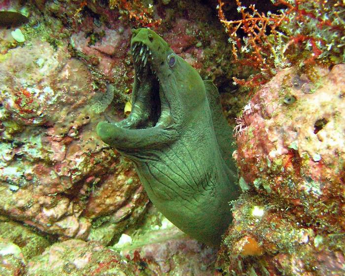 Muraena castaneus