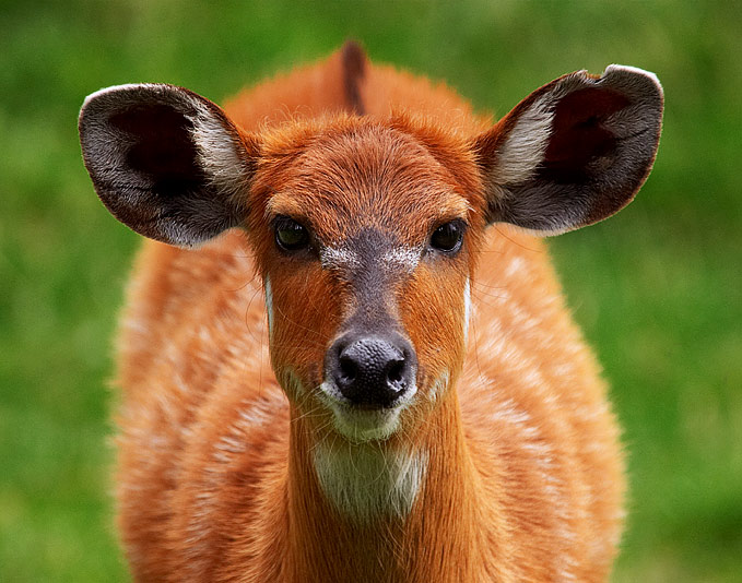 Sitatunga