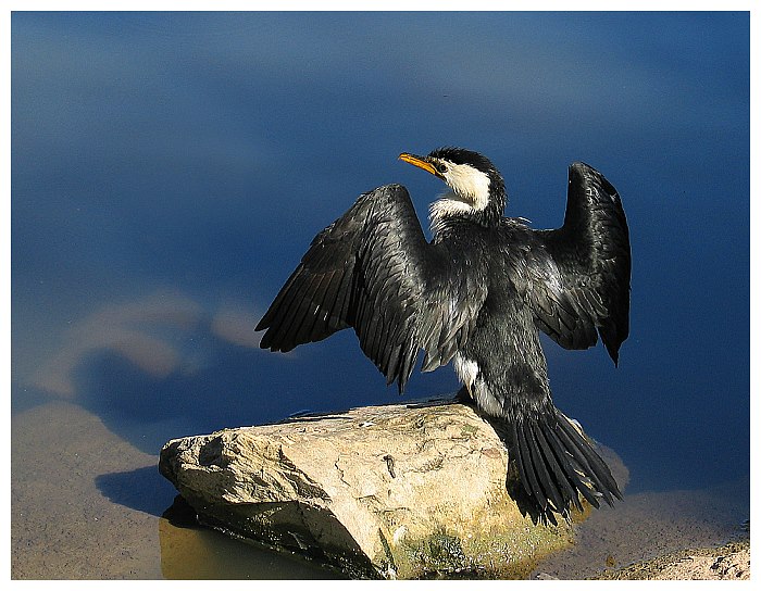 Kormorán