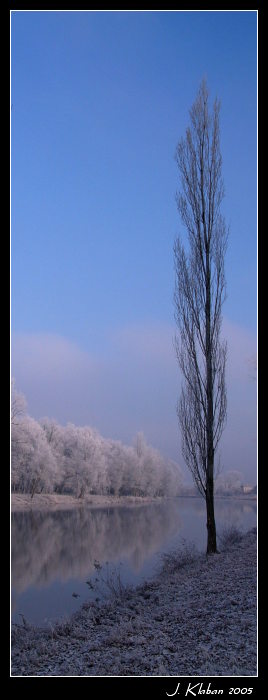 Vysoký strom při nízké teplotě