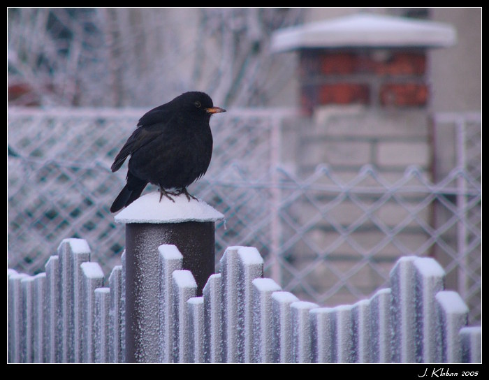 A pak přišla tuhá zima...