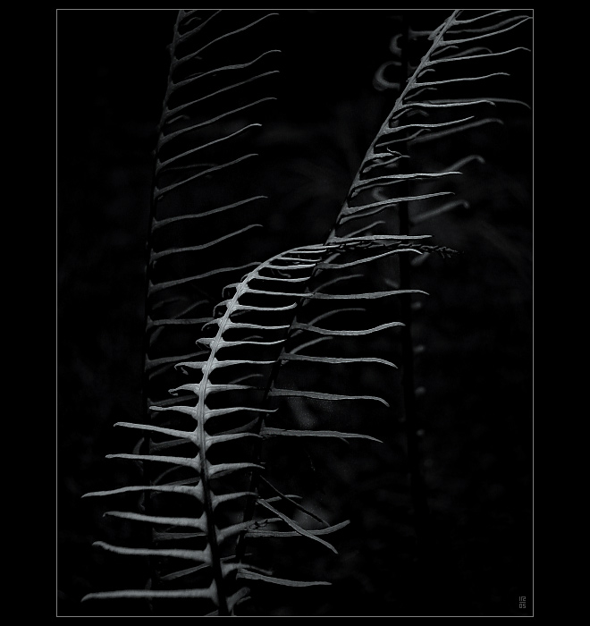  ...V ŠERU LESA...(...pro A. S....)