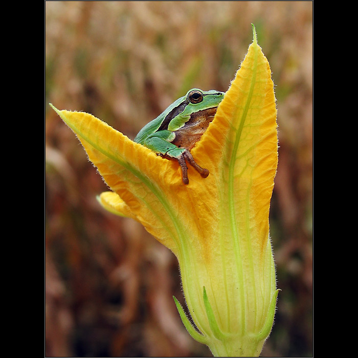Hamblivá žabka III