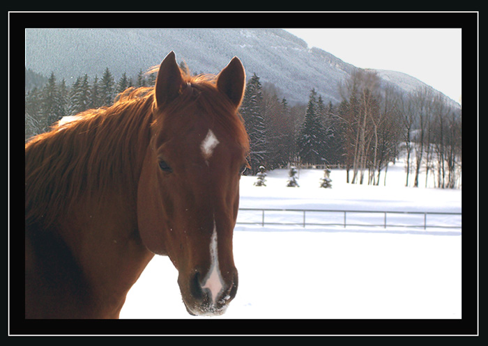 Řekni, kdy už přijde jaro?