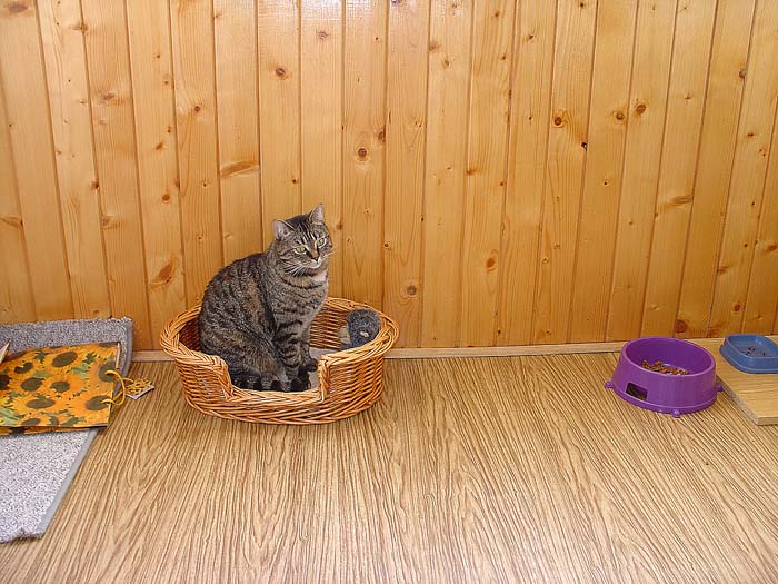 Naše milovaná kočička Trudy měla včera 4. narozeniny!