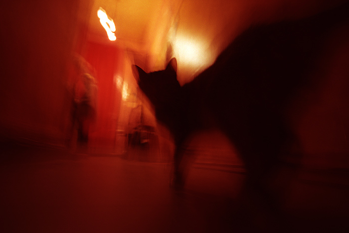 Cat on kitchen in communal apartment