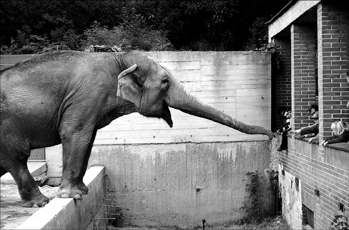 =ZOO=