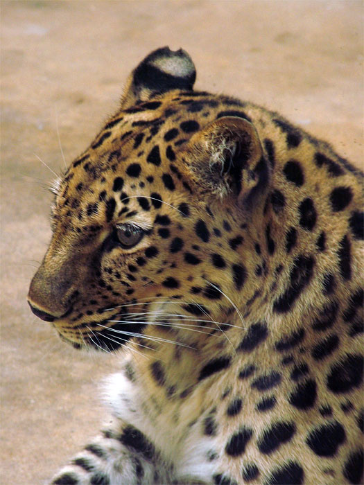 ? Gepard ?