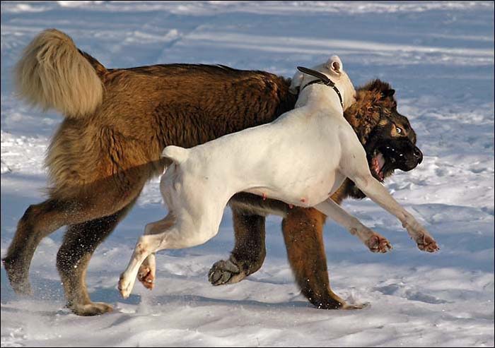 Boxerka Vs Wrestler #1