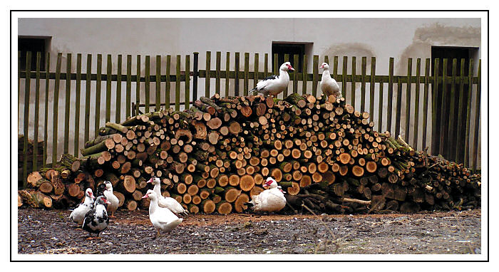 ...kachny ... kachny ...