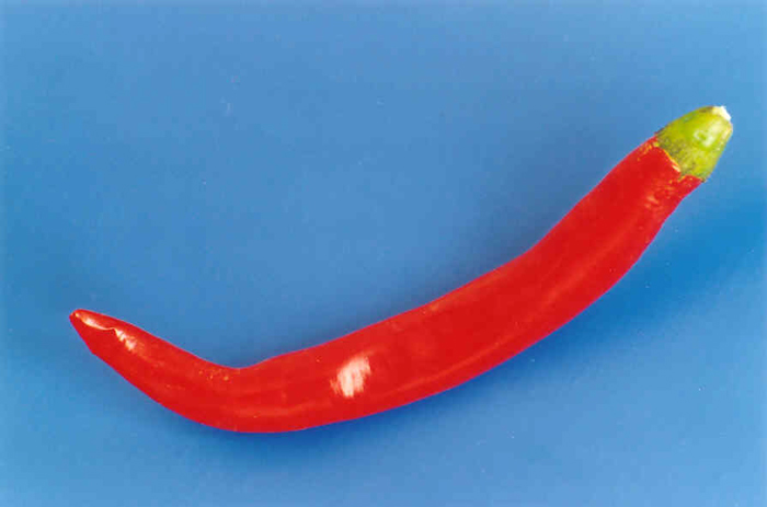 teplá červená paprika