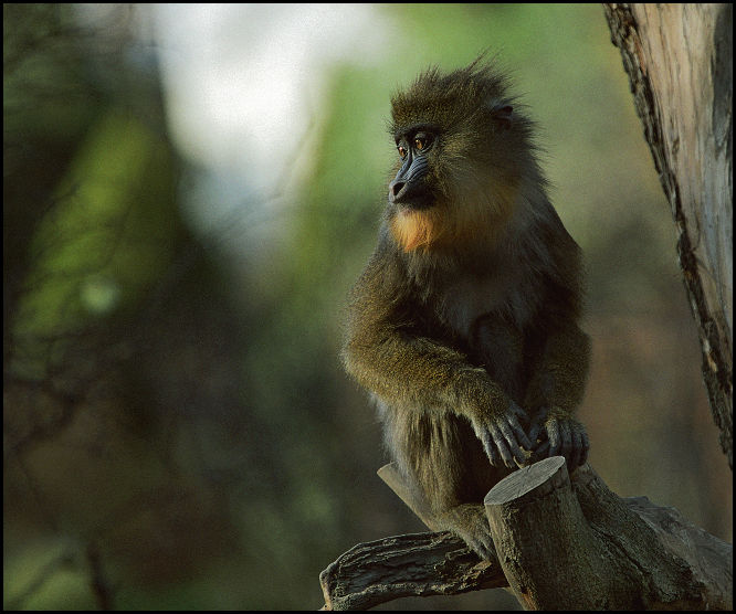 Mandril