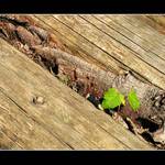 Staré umírá aby nové mohlo žít