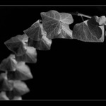 Rastlinka z cintorina.