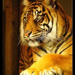 přijde ta antilopa blíž a nebo mám jít za ní?