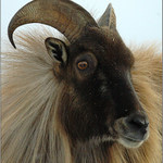 <B><U>... čertík ? ...