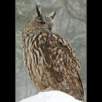 Oči má sněhem zaváté...