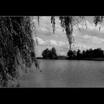 ... smutná vŕba - smutný rybník ...