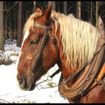 Odpočinek při práci v lese