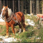 Práce koně v lese.