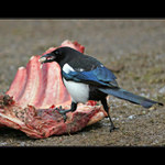 Taky krmíte ptáčky ?