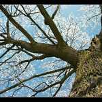 Že by v zimě kvetly stromy?