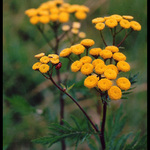 Když se sklánělo k podzimu..