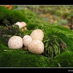 V mechu a kapradí...